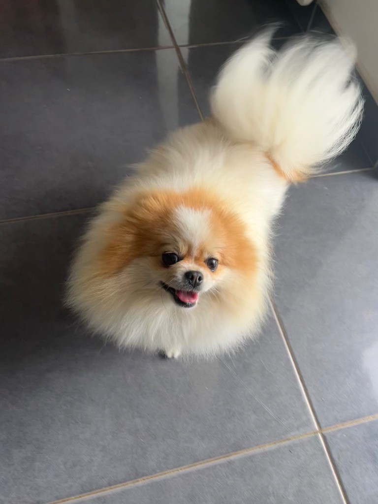 U 2 Des Petits Ecureuils